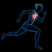 Vascular system of jogger,illustration