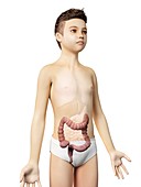 Digestive system of a boy,illustration