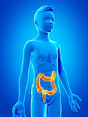 Digestive system of a boy,illustration