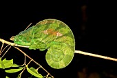 Globe-horned Chameleon Calumma globifer