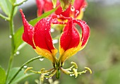 Red Gloriosa Lily