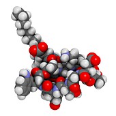 Daptomycin antibiotic drug molecule