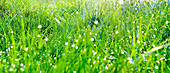 Dew drops on fresh grass