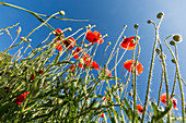 Poppies against a clear blue sky