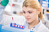 Lab assistant using pipette