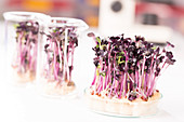 Plants growing in a petri dish in lab