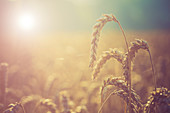 Wheat growing in the sunlight