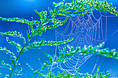 Spider's web on plants