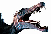 Spinosaurus Head Study