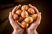 Person holding brown onions