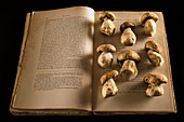 Ceps mushrooms on an open book