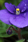 Purple African violet