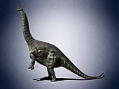 Apatosaurus,illustration