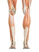 Human leg muscles,illustration