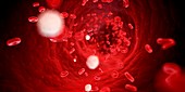 Red blood cells,illustration