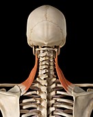 Human neck muscles,illustration