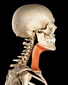 Human neck muscles,illustration