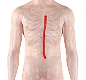 Human aorta,illustration