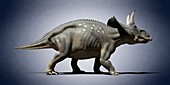 Diceratops,illustration