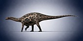 Dicraeosaurus,illustration