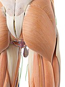 Anatomy of human buttocks,illustration