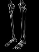 Human leg bones,illustration