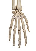 Human hand ligaments,illustration