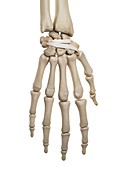 Human hand ligaments,illustration