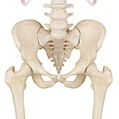 Human pelvis bones,illustration