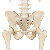 Human pelvis bones,illustration