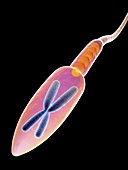 Sperm cell,artwork