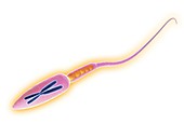 Sperm cell,artwork