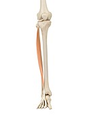 Human leg anatomy,illustration