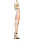 Human leg anatomy,illustration