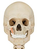 Human facial muscle,illustration
