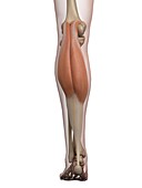 Human calf muscle,illustration