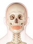 Human facial muscles,illustration