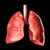 Human lungs,illustration