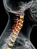 Human intervertebral discs of neck