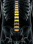 Human spinal intervertebral discs