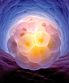 Human embryos,illustration