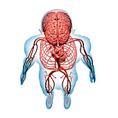 Human circulatory and nervous systems