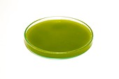 Algae in a petri dish