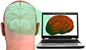 Laptop and human brain