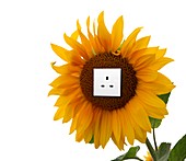 Sunflower with an electrical socket