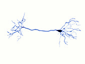 Nerve cells and synapse,illustration