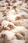 Large number of hens in a barn