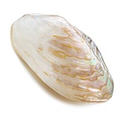White coloured abalone shell