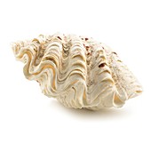 Fluted giant clam shell
