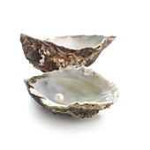 Pacific oyster shell and pearl